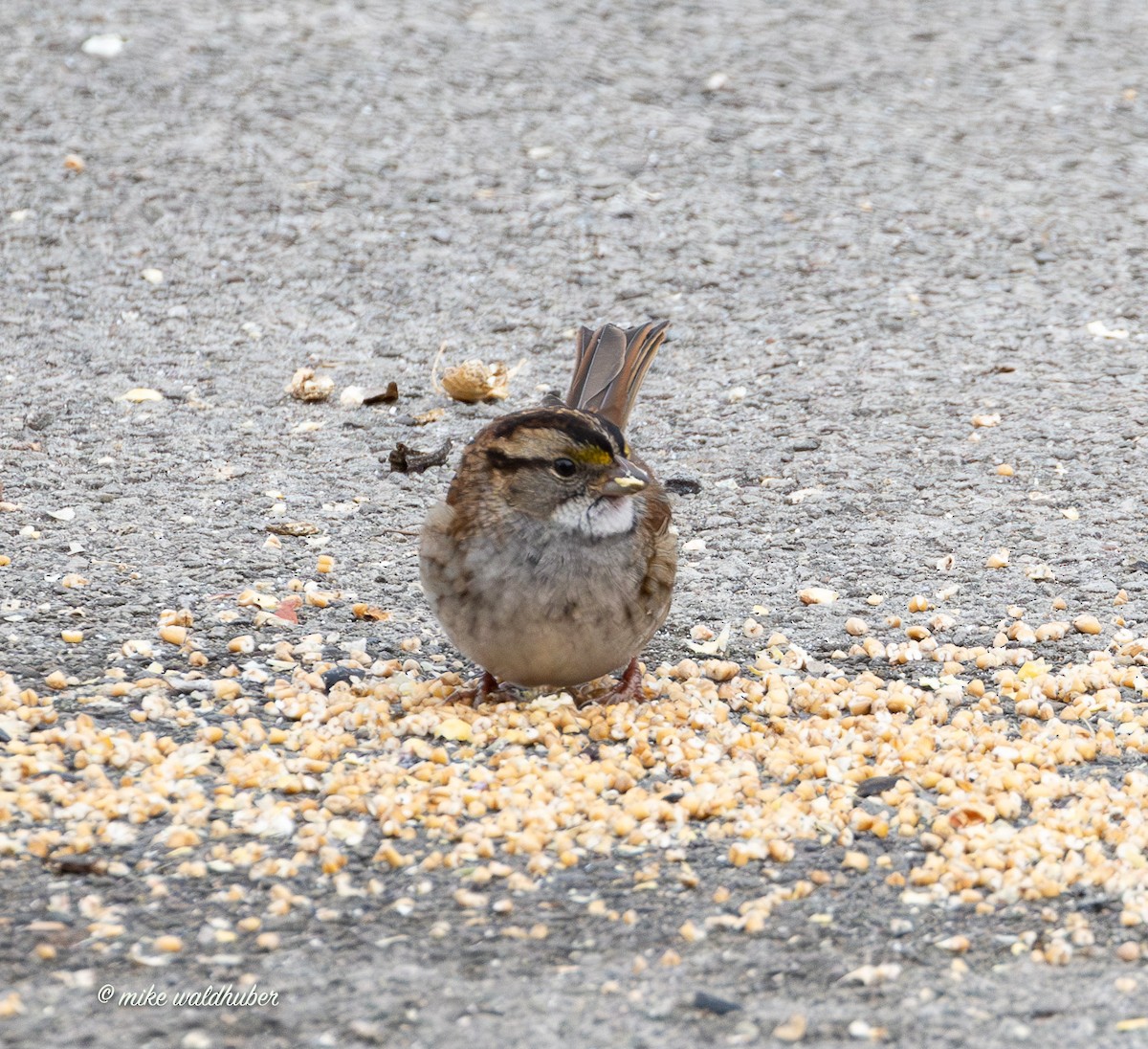 White-throated Sparrow - ML646068066