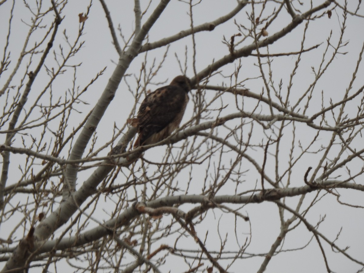 Red-tailed Hawk - ML646068068