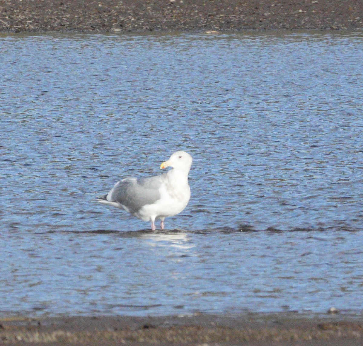 Glaucous-winged Gull - ML646068072