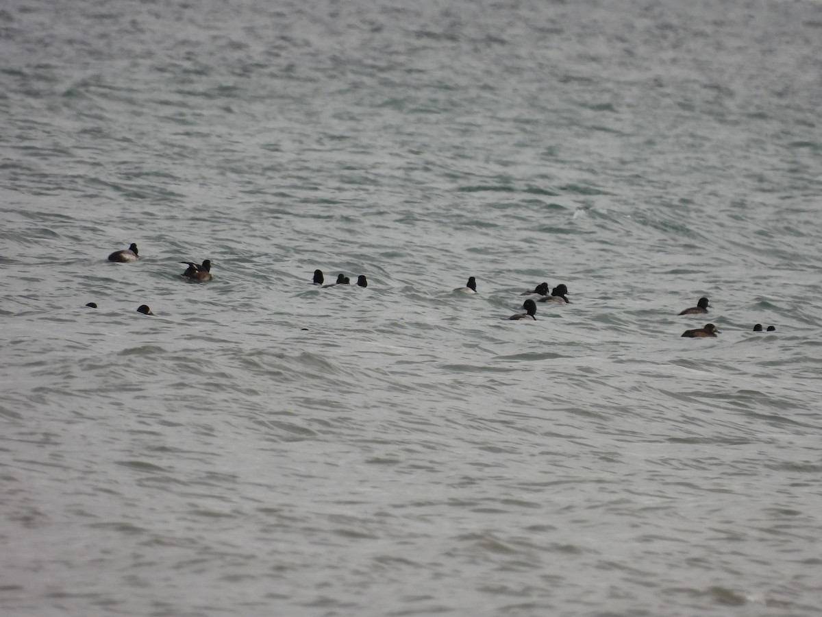 polák kaholka - ML646068073