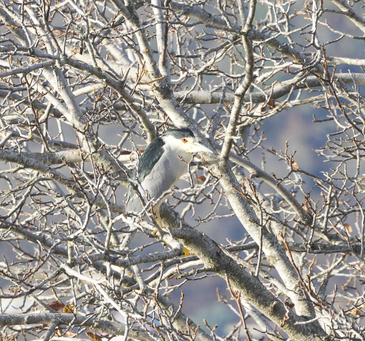 Black-crowned Night Heron - ML646068082
