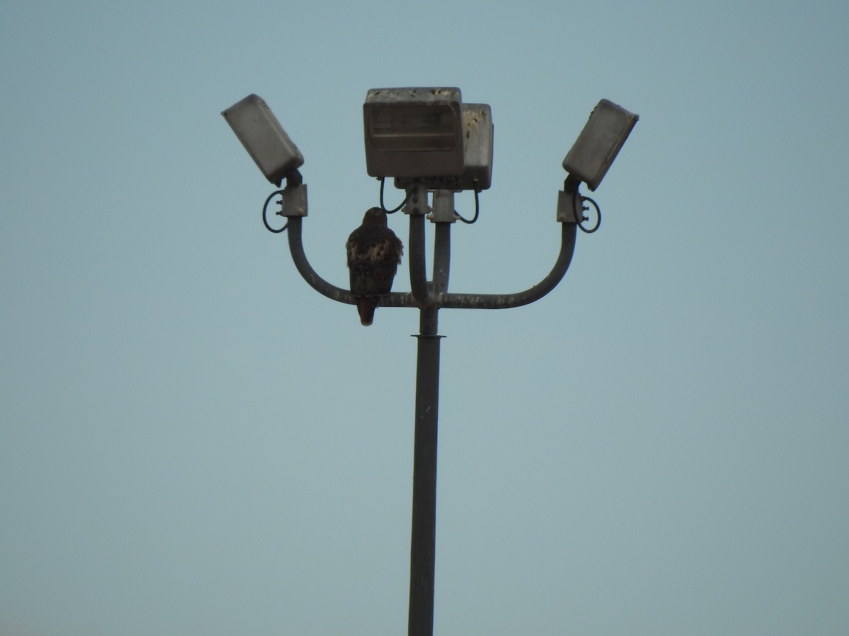 Red-tailed Hawk - ML646068095