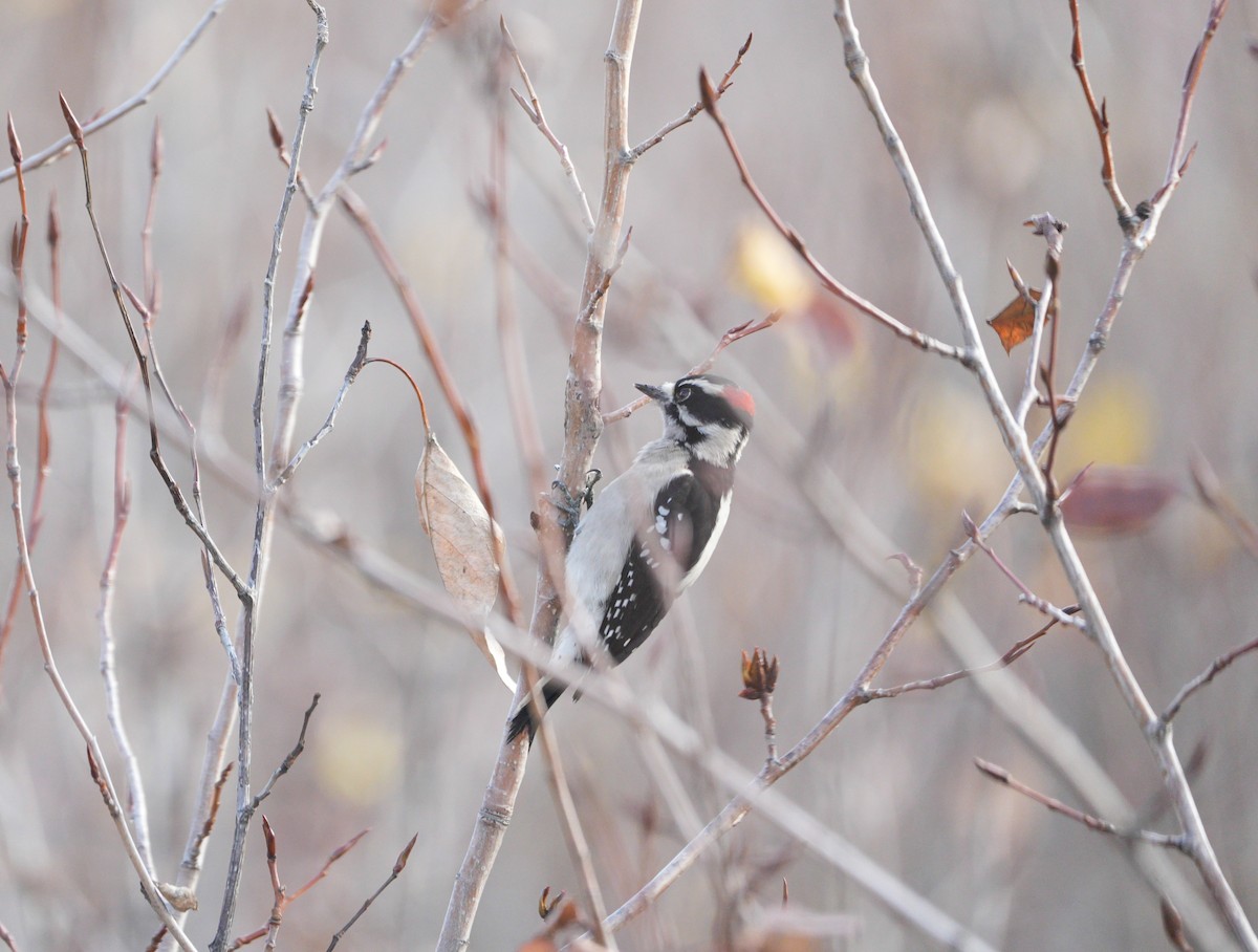 Downy Woodpecker - ML646068096