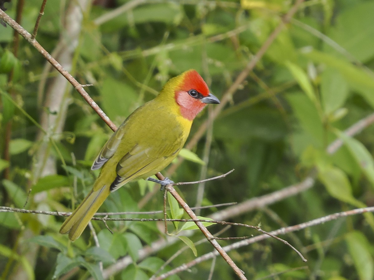 Red-headed Tanager - ML646068115