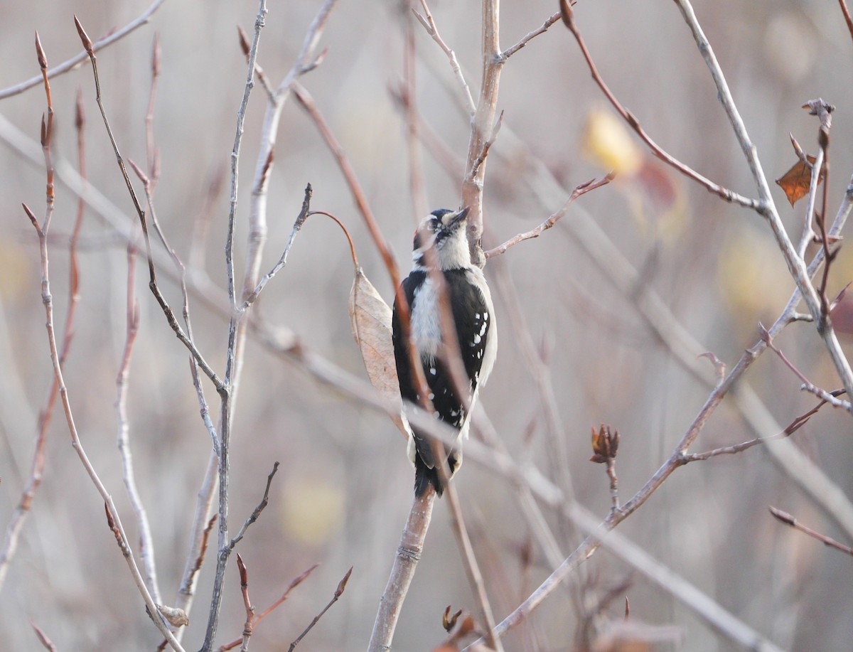 Downy Woodpecker - ML646068116