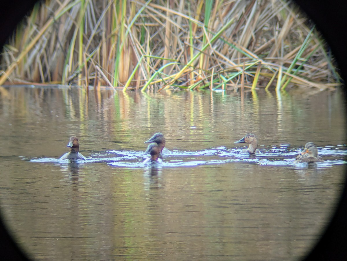 Büyük Elmabaş - ML646068121