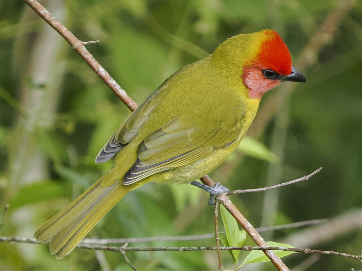 Red-headed Tanager - ML646068123