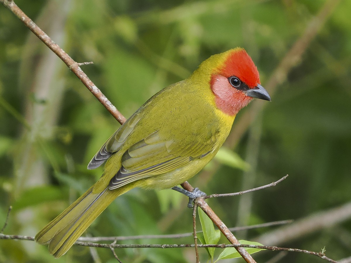 Red-headed Tanager - ML646068137