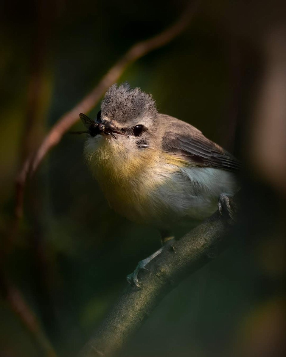 Eastern/Western Warbling Vireo - ML646068140
