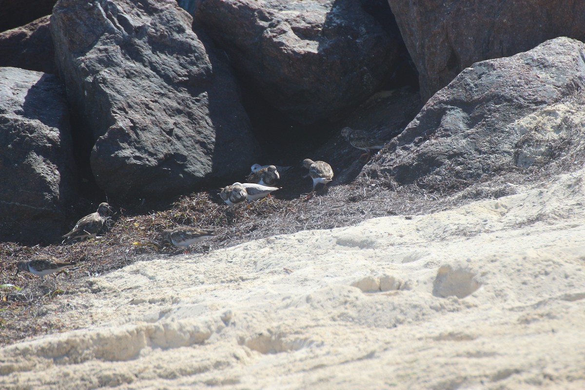 Ruddy Turnstone - ML646068152