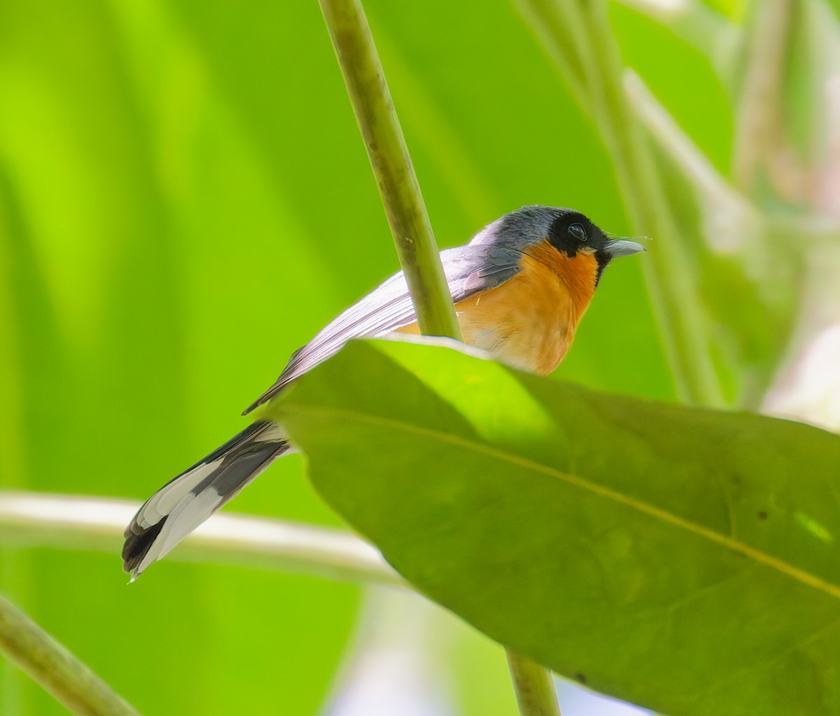 Australian Spectacled Monarch - ML646068153