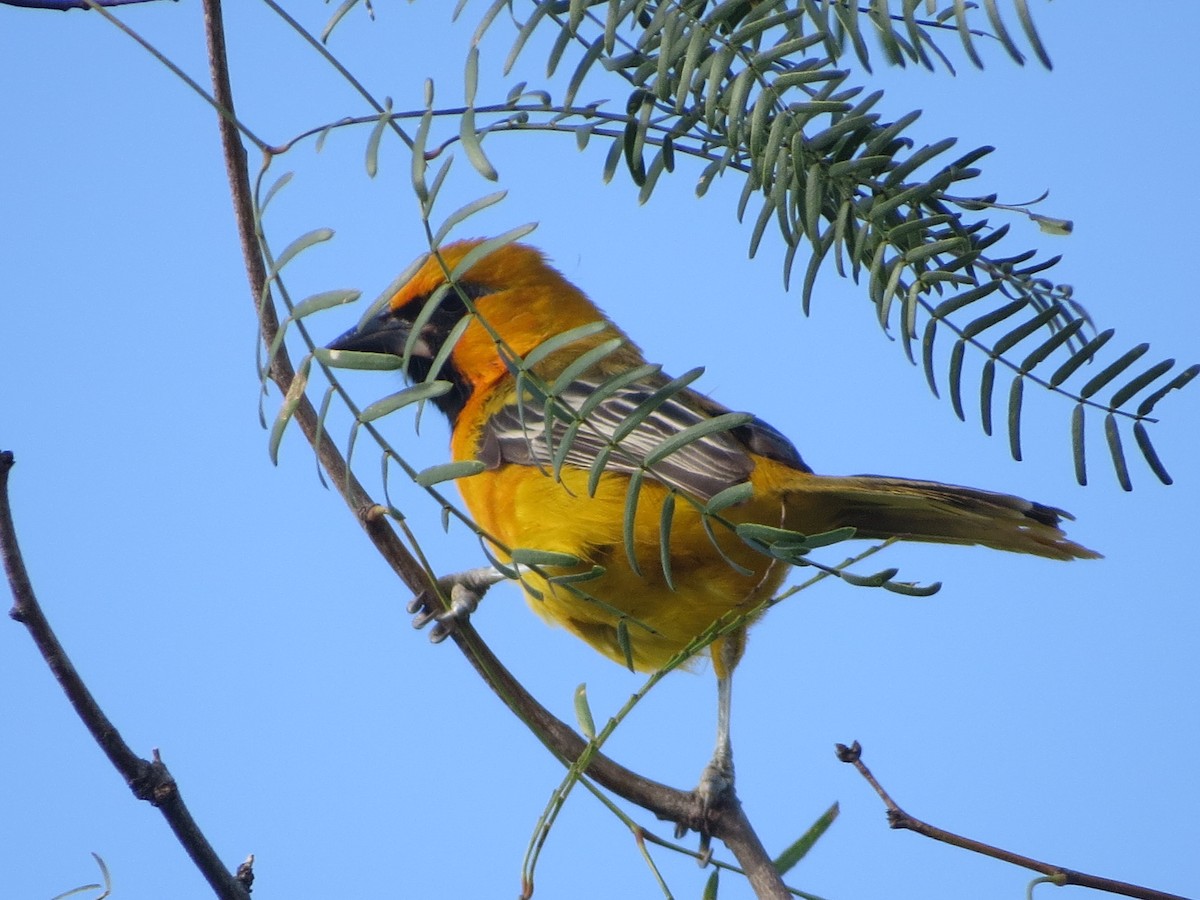 Altamira Oriole - ML646068163