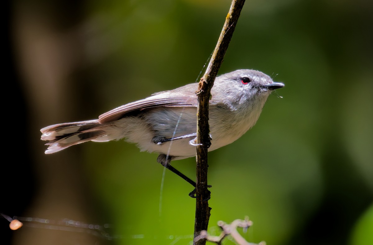 チャイロセンニョムシクイ - ML646068165