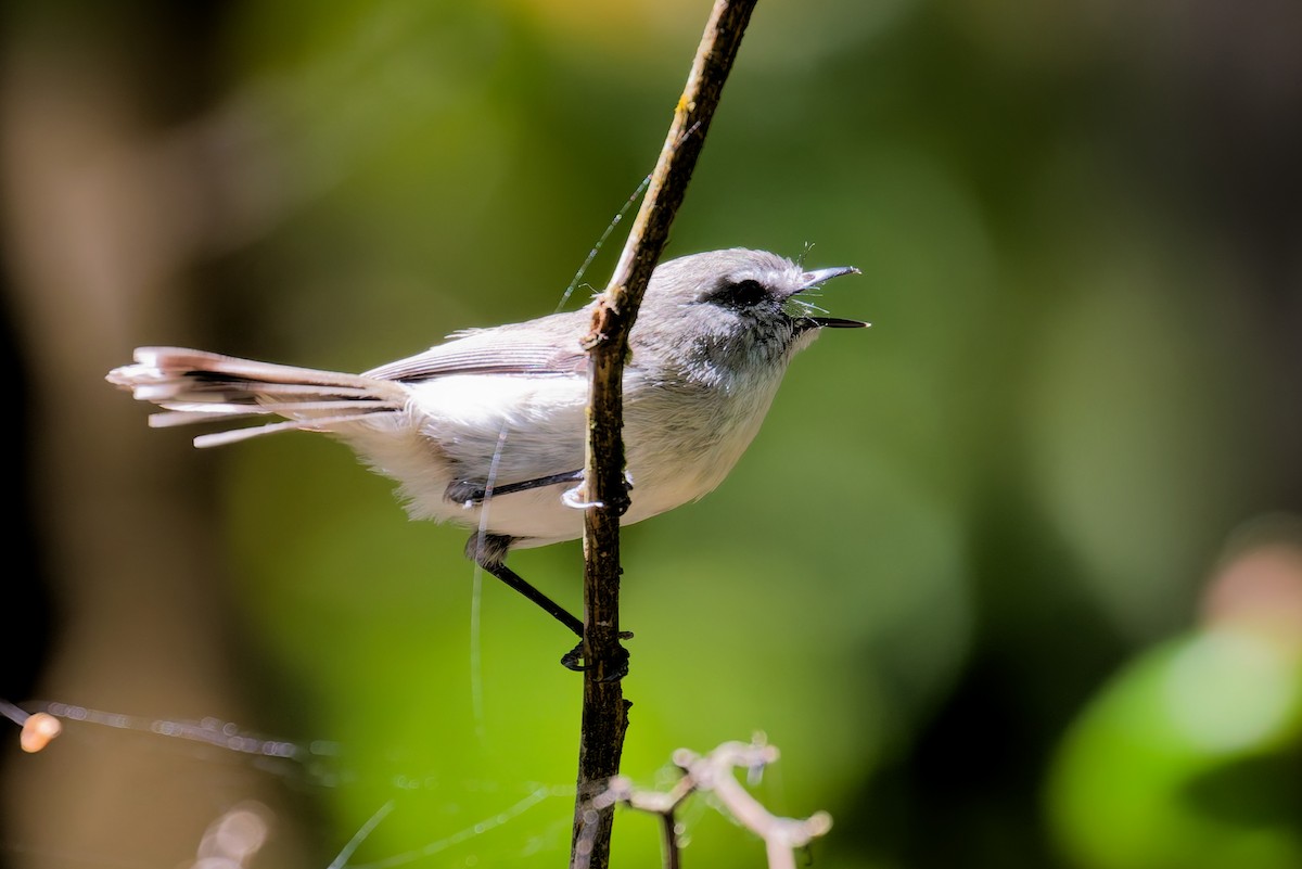 チャイロセンニョムシクイ - ML646068166