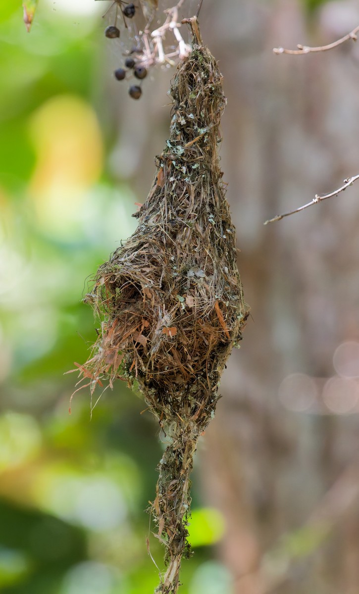 チャイロセンニョムシクイ - ML646068167