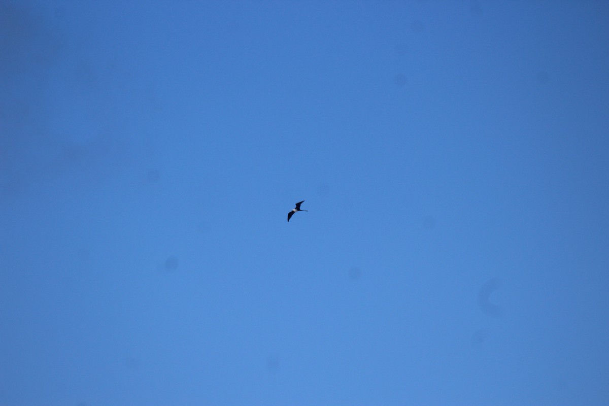 Magnificent Frigatebird - ML646068168