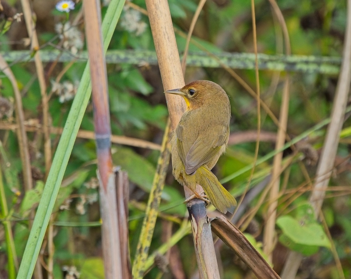 Common Yellowthroat - ML646068177