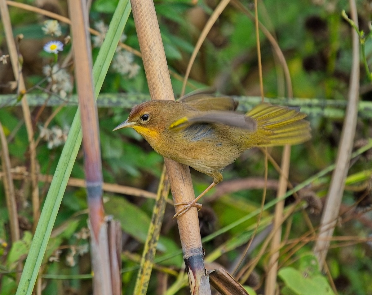 Common Yellowthroat - ML646068178