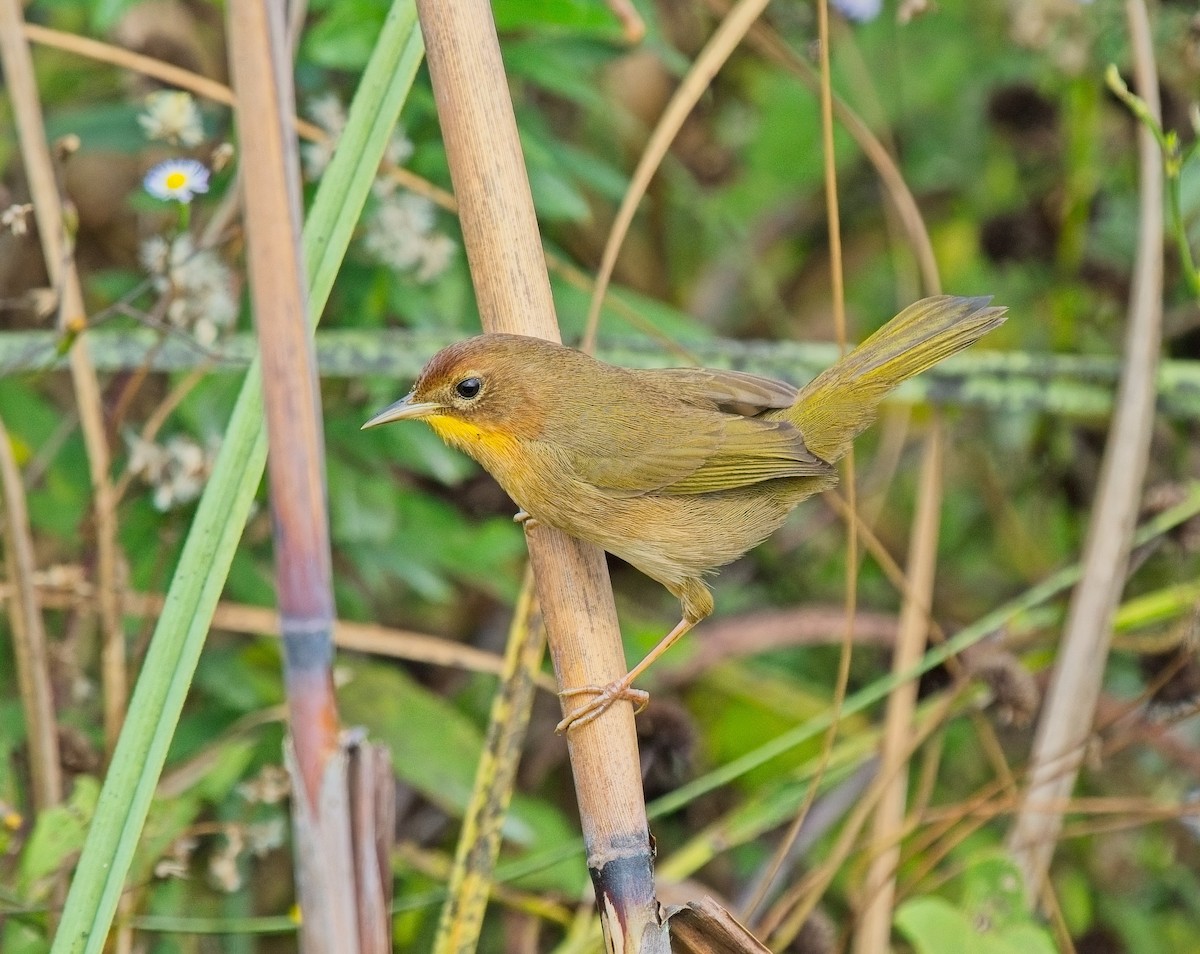 Common Yellowthroat - ML646068179