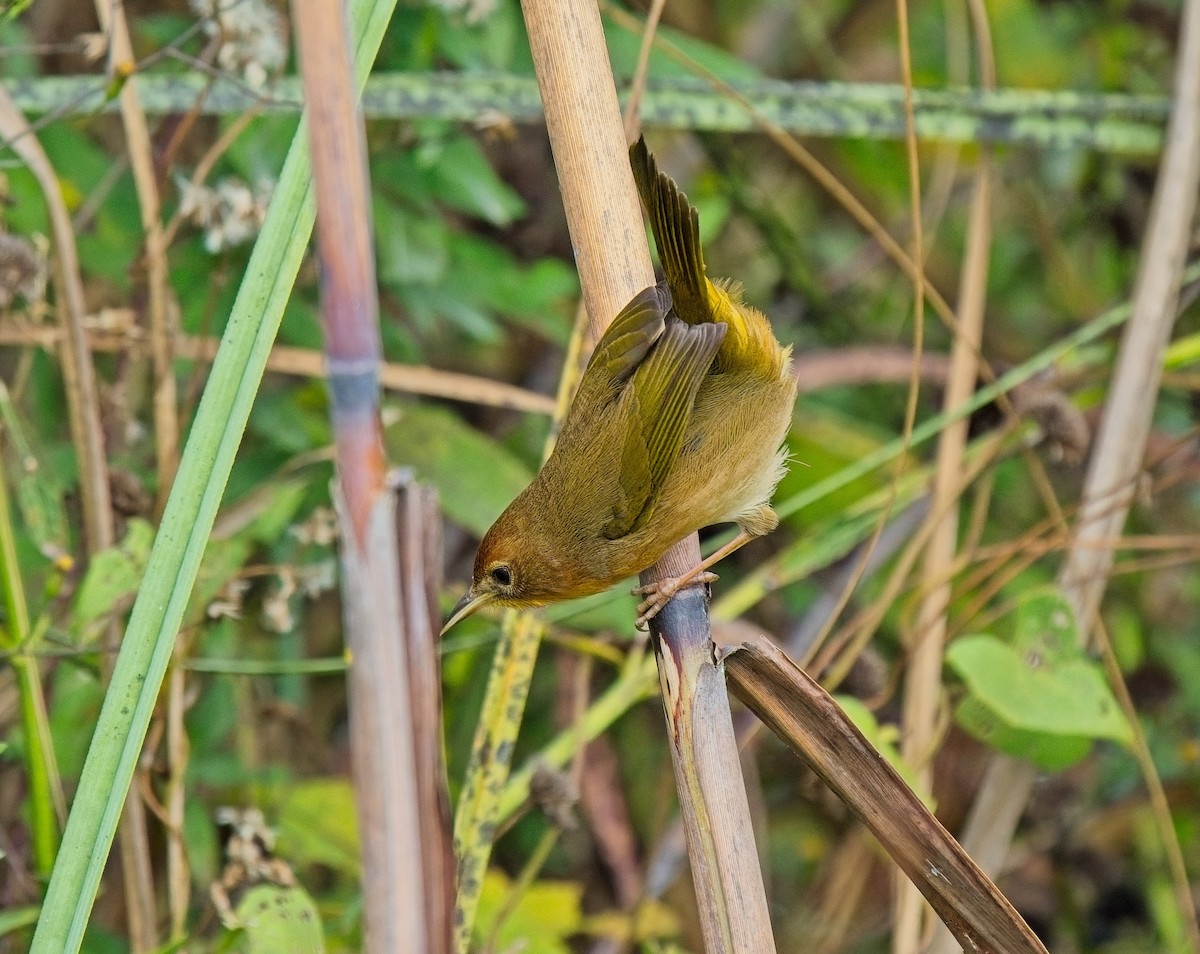 Common Yellowthroat - ML646068180