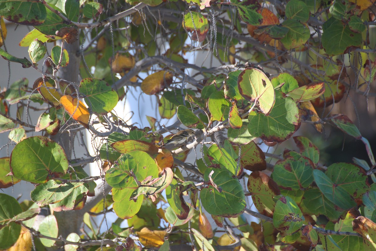 Yellow-rumped Warbler - ML646068182