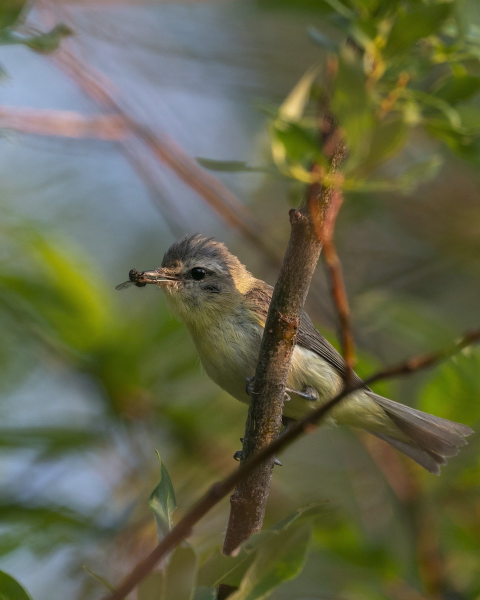 Eastern/Western Warbling Vireo - ML646068190