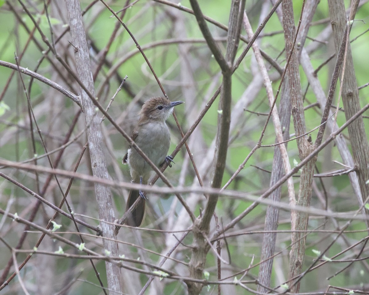 Northern Brownbul - ML646068193