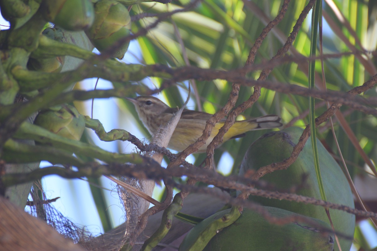 Palm Warbler - ML646068196