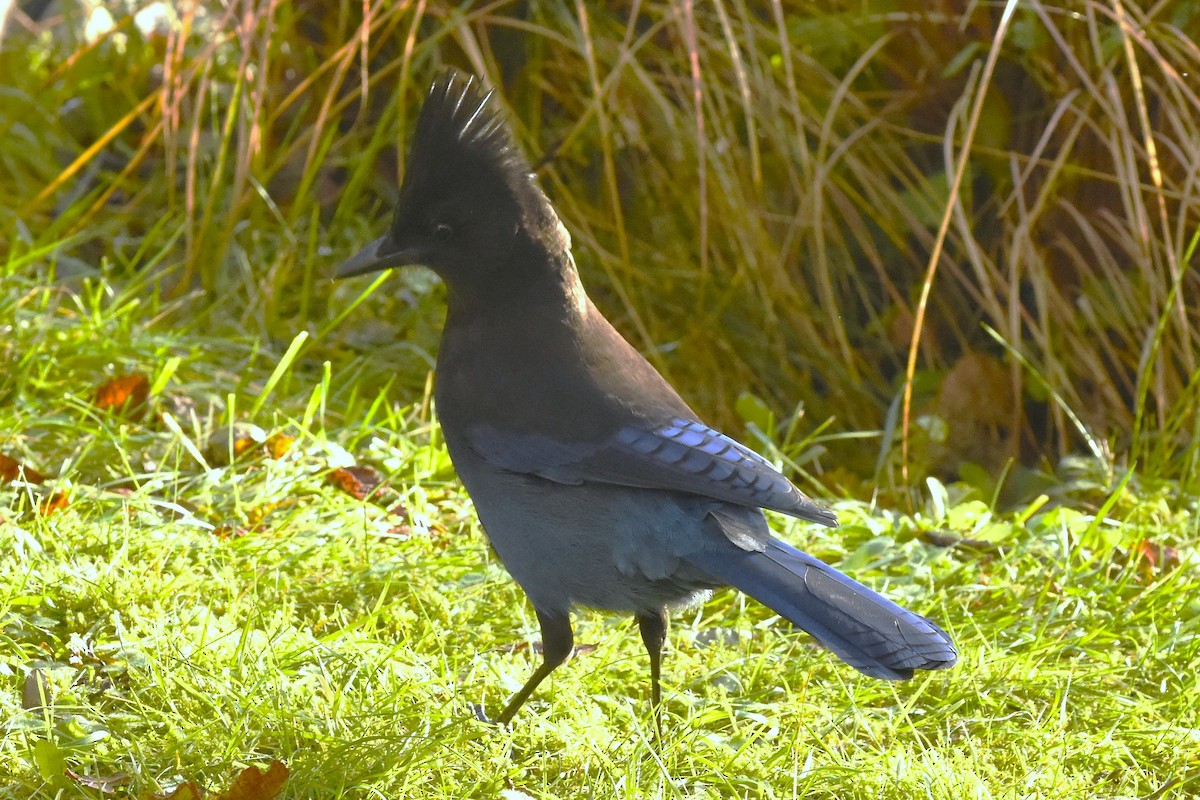 Steller's Jay - ML646068198