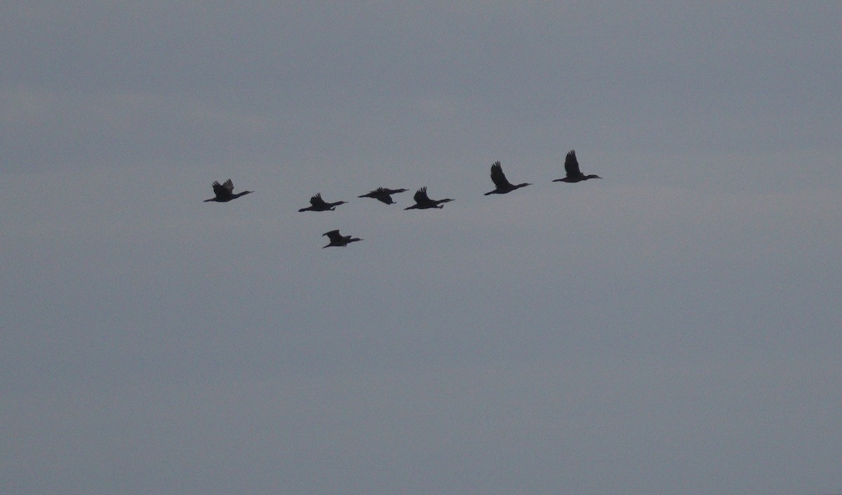 kormorán velký - ML646068199