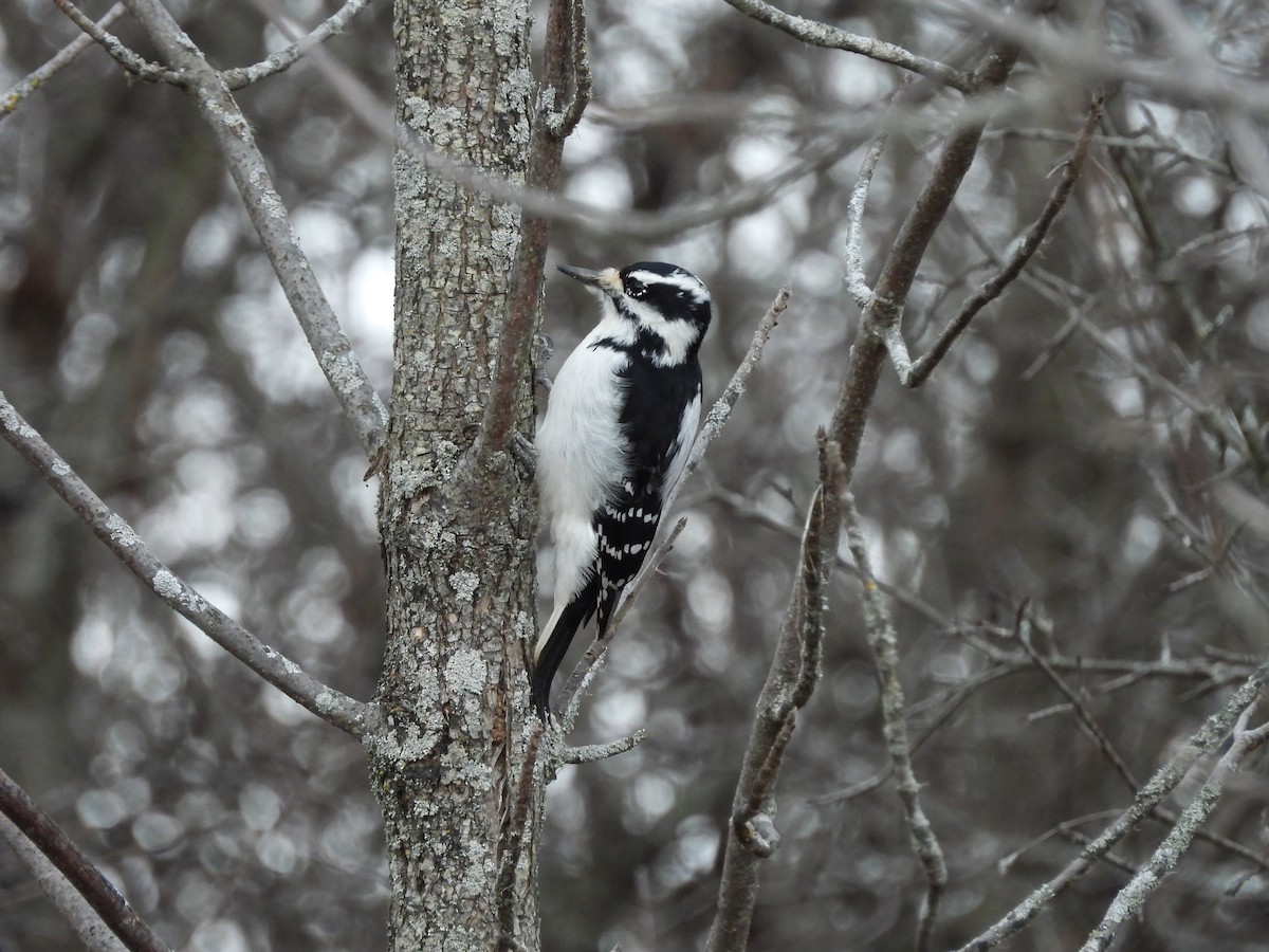 Hairy Woodpecker - ML646068202