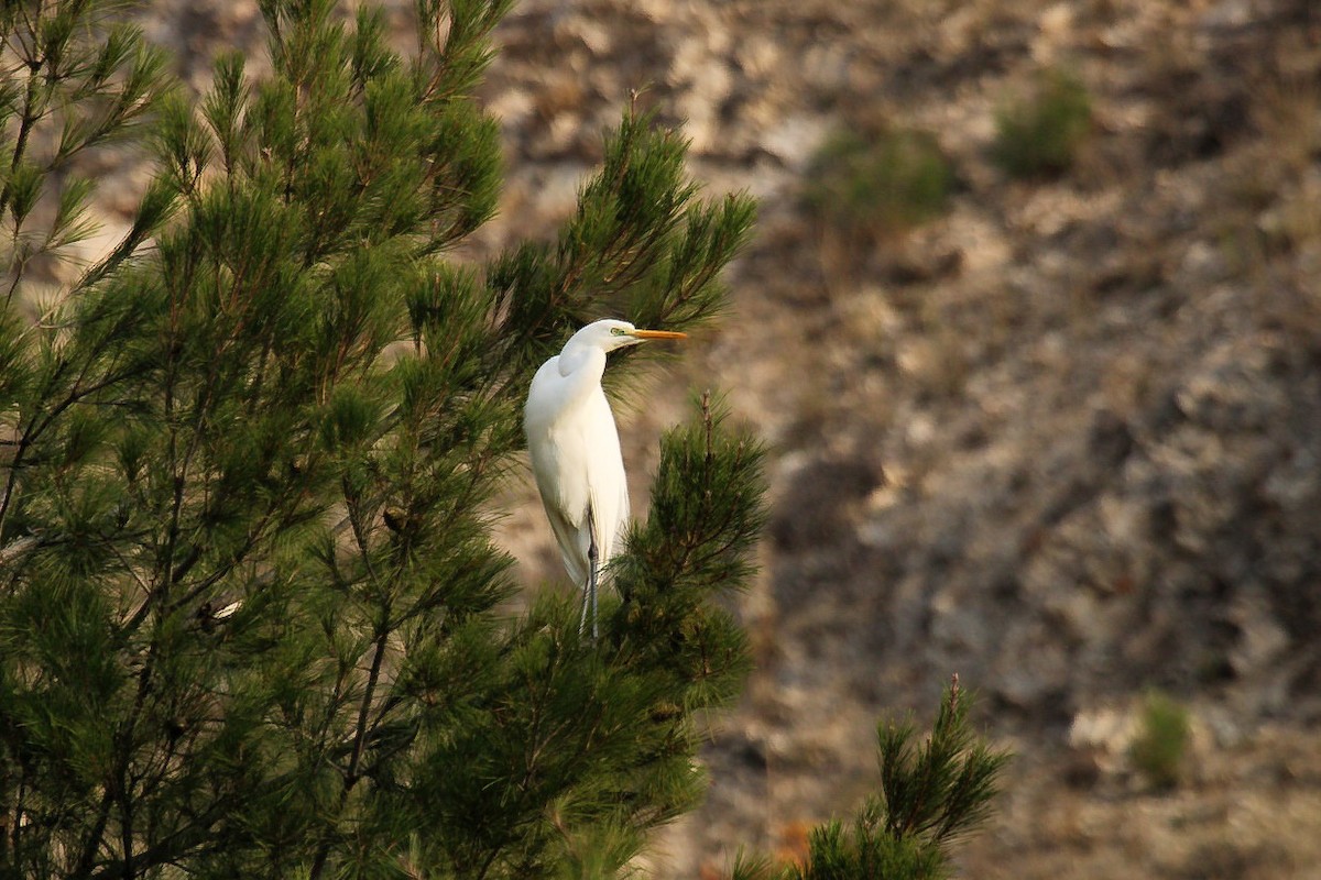 Great Egret - ML646068207