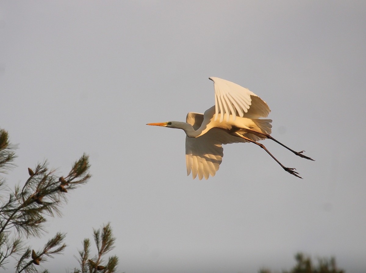 Great Egret - ML646068208