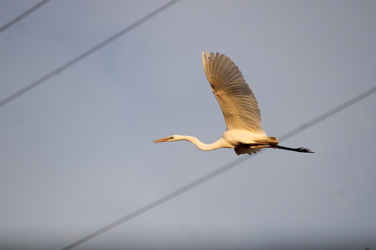 Great Egret - ML646068209