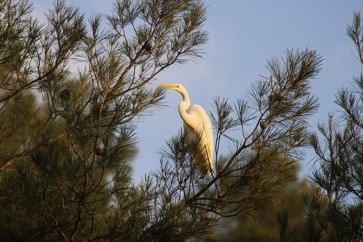 Great Egret - ML646068210
