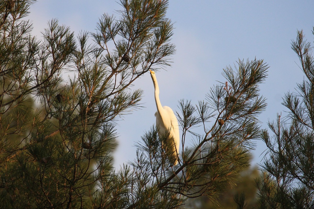 Great Egret - ML646068211