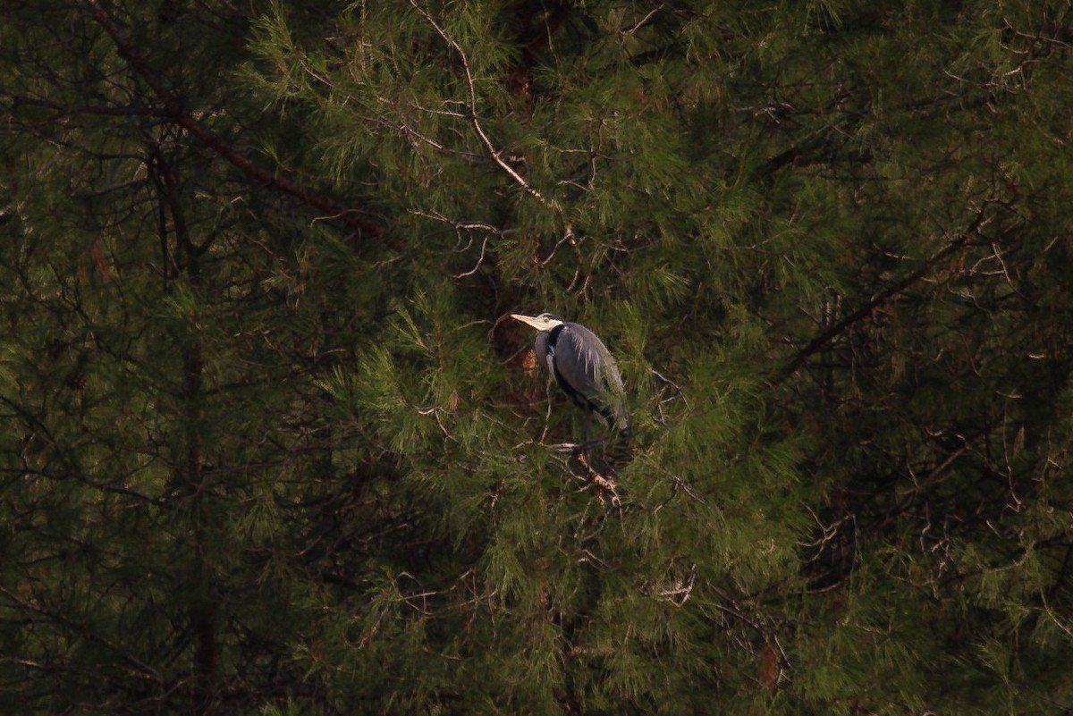Gray Heron - ML646068217