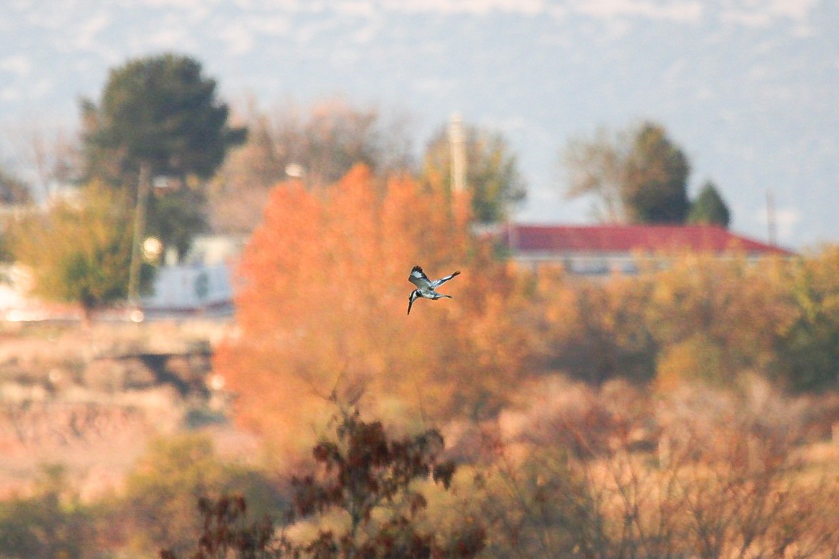 Pied Kingfisher - ML646068221