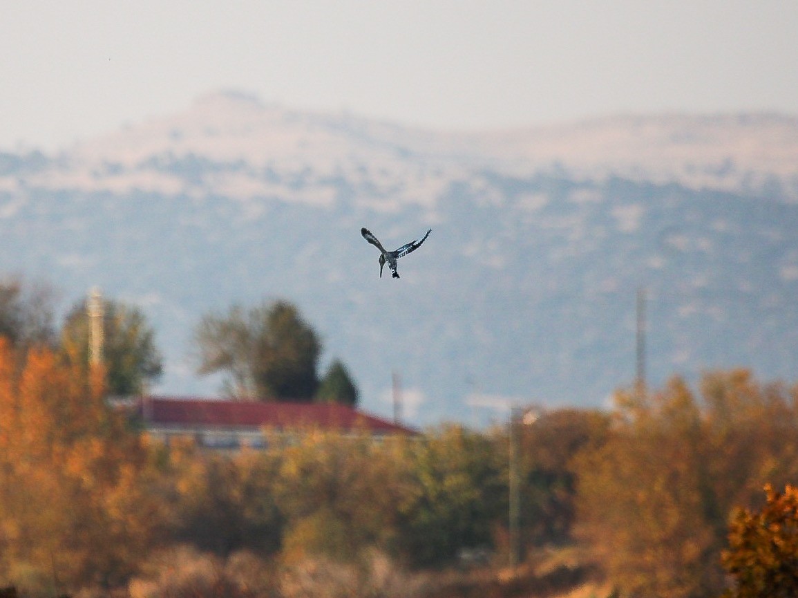 Pied Kingfisher - ML646068222