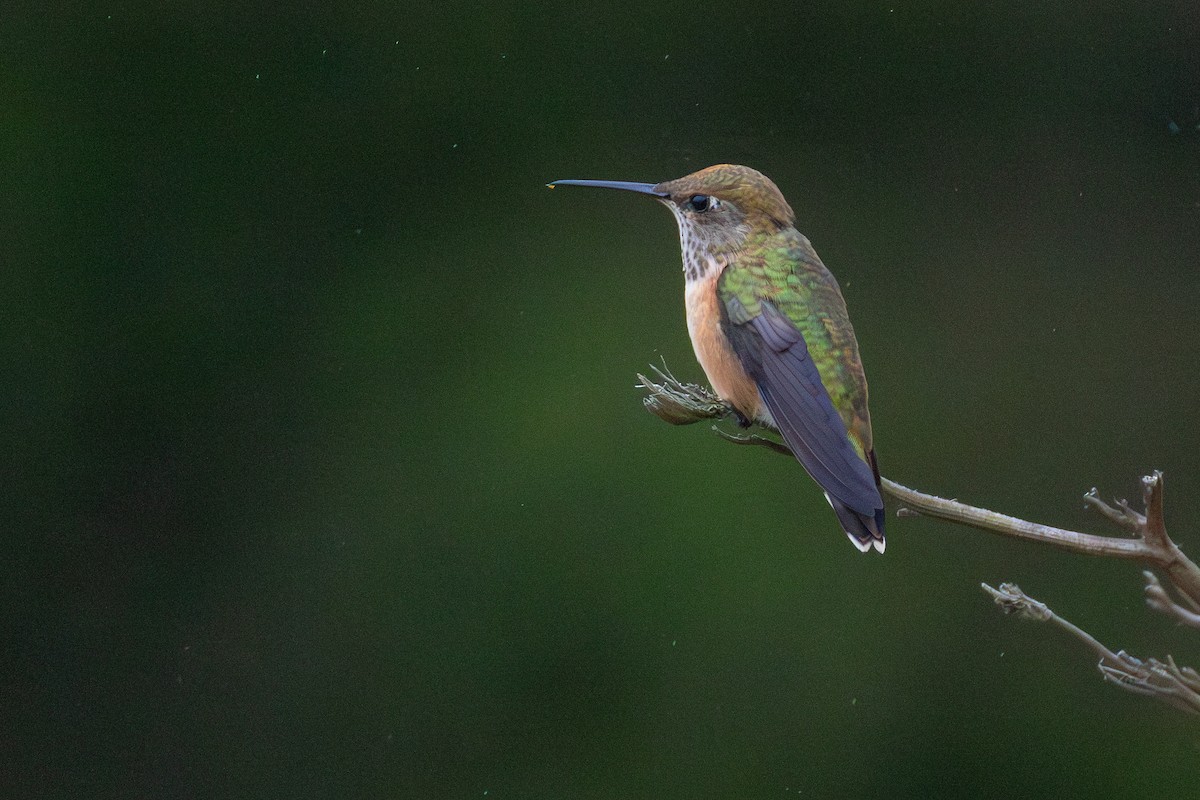 Rufous Hummingbird - ML646068252