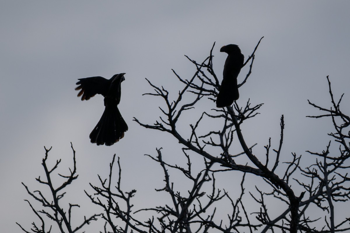 Ані товстодзьобий - ML646068254