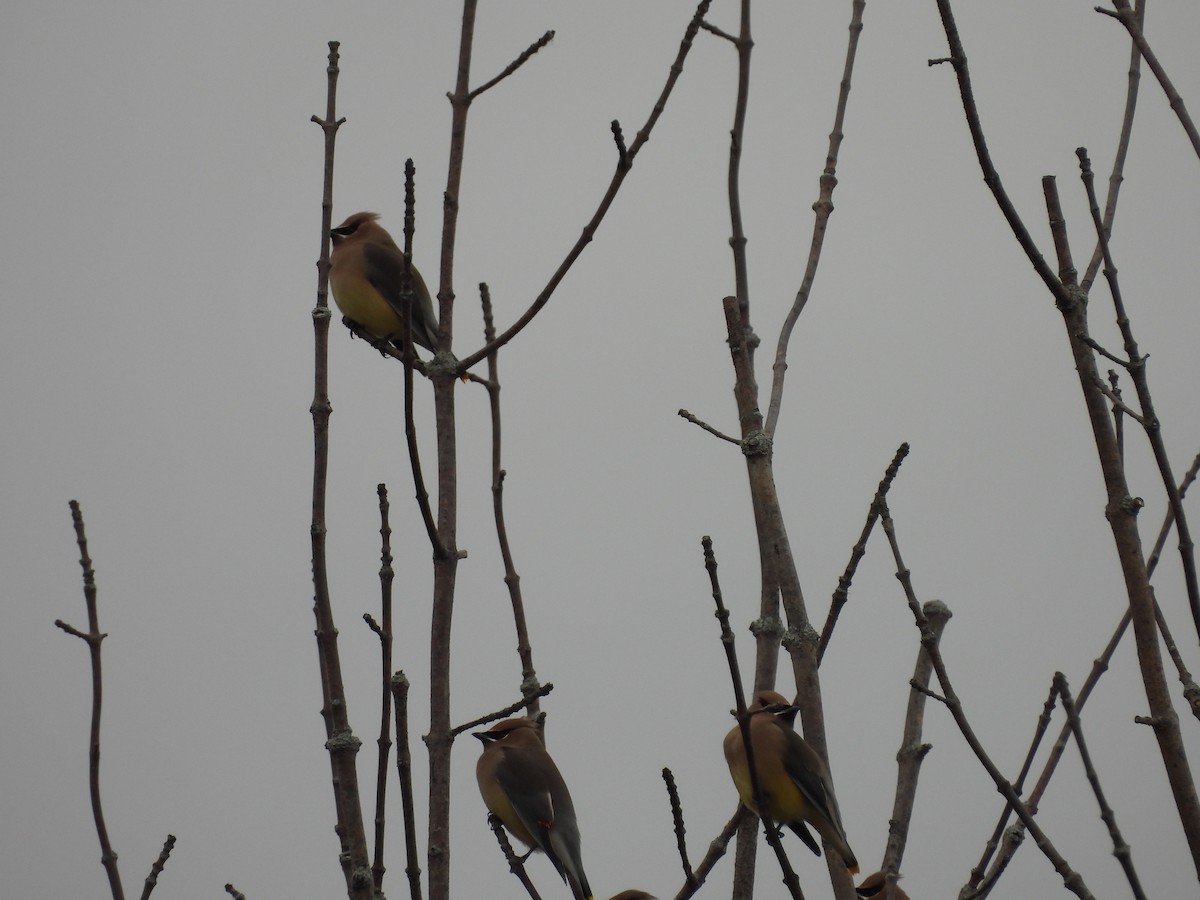 ヒメレンジャク - ML646068264