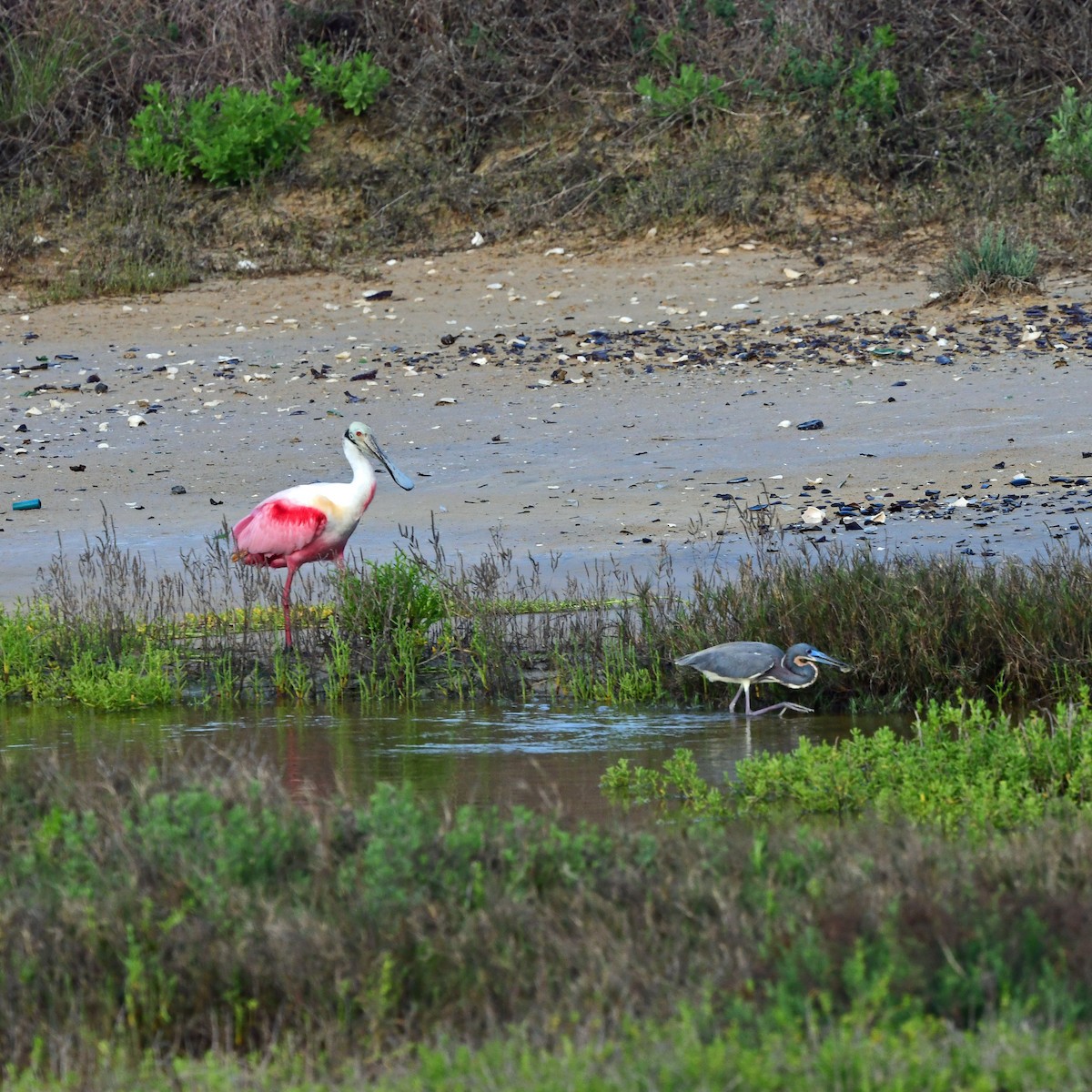 Косар рожевий - ML646068268