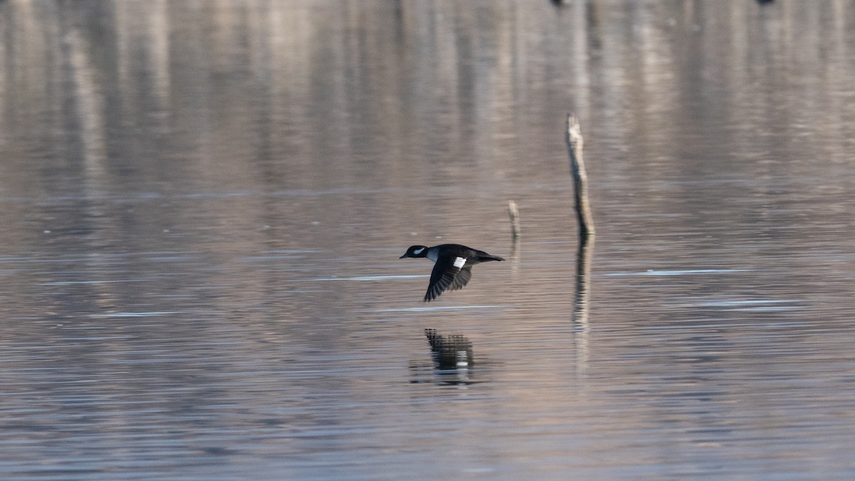 Murgilari buruzuria - ML646068270