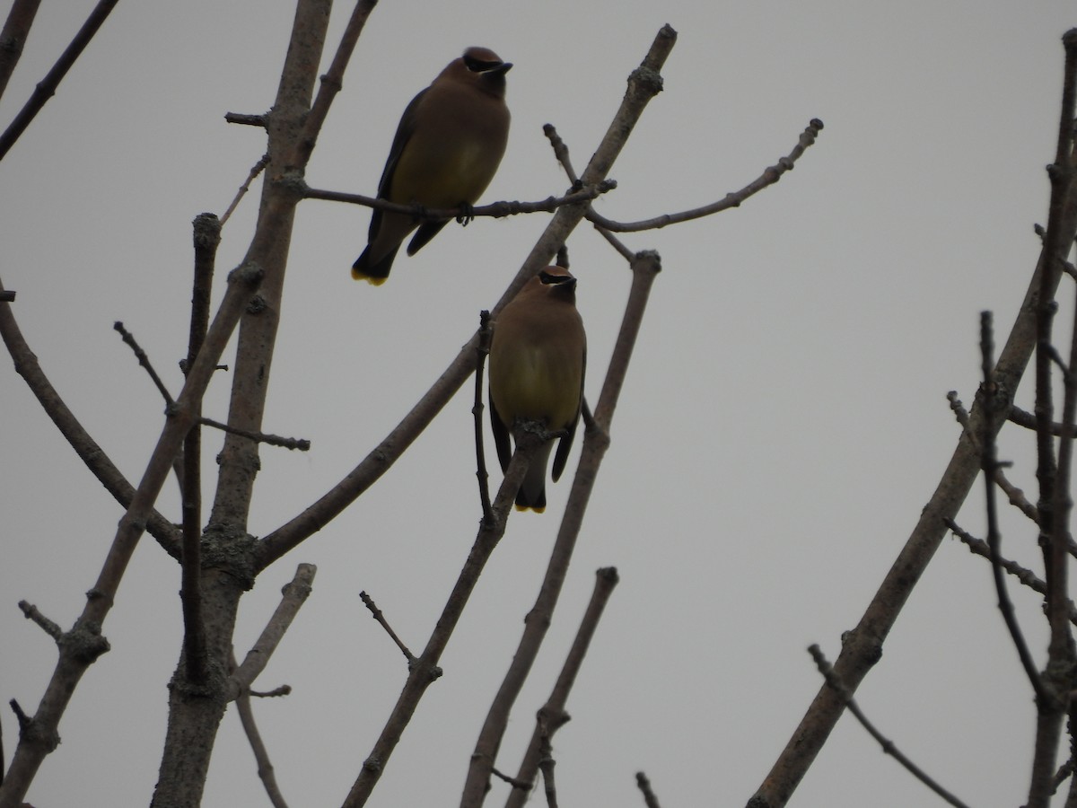 ヒメレンジャク - ML646068292