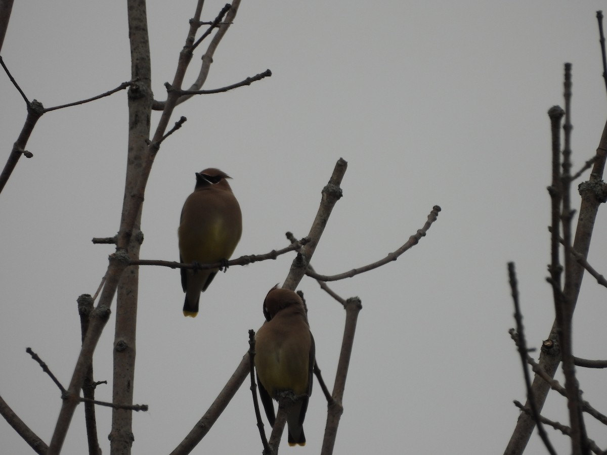 ヒメレンジャク - ML646068314