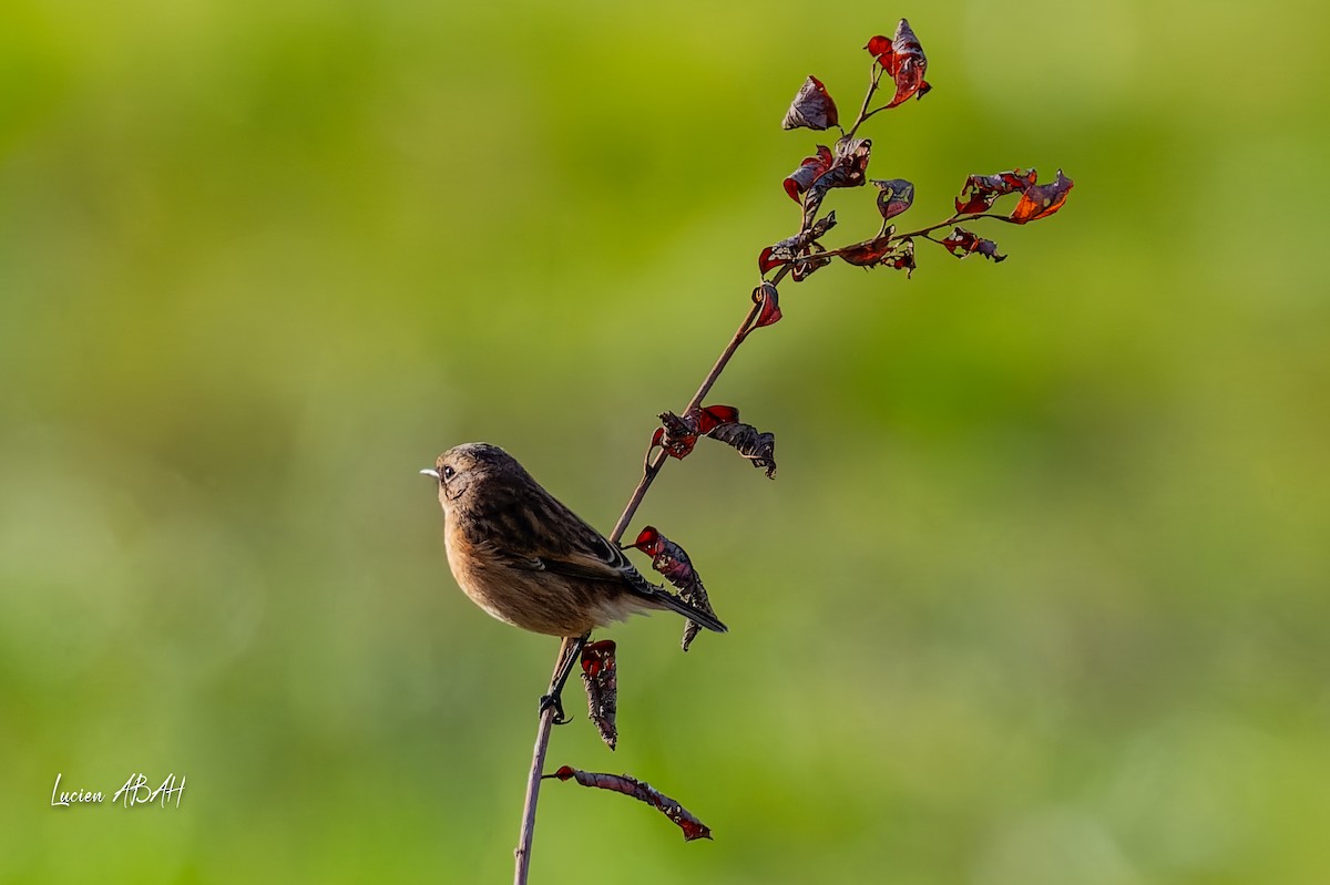 Schwarzkehlchen - ML646068329