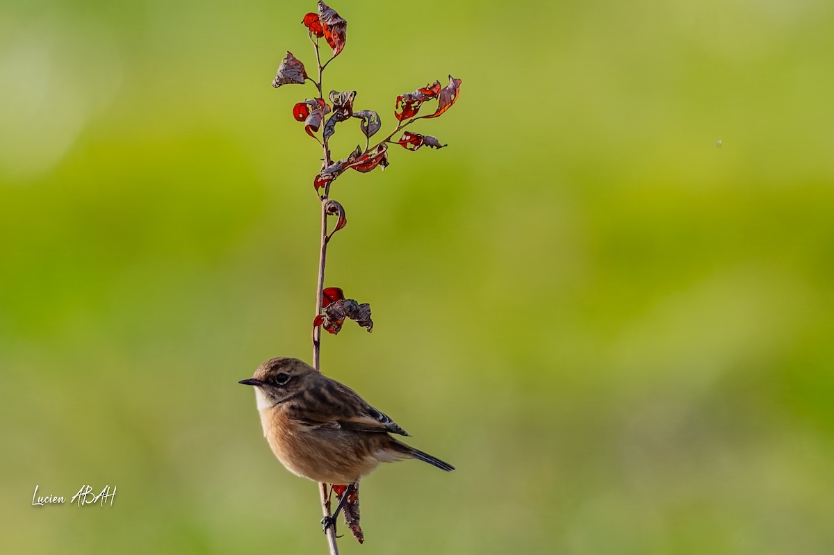 Schwarzkehlchen - ML646068330