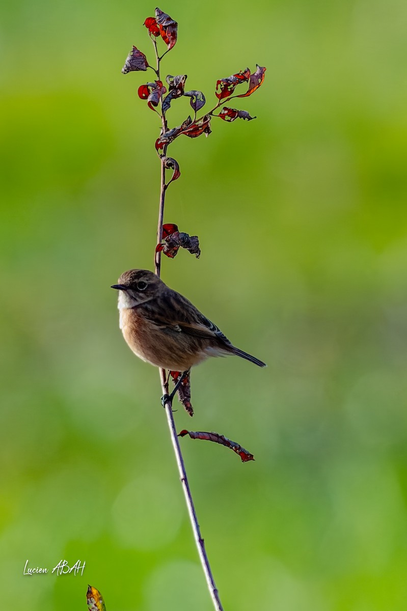 Schwarzkehlchen - ML646068331