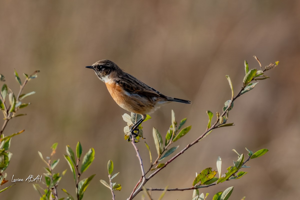 Schwarzkehlchen - ML646068332